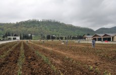 Prezident İlham Əliyev “Astaraçay” MMC-nin çay emalı fabrikində yaradılan şəraitlə tanış olub (FOTO)