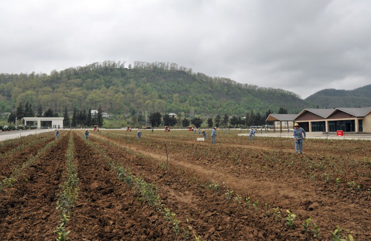 Prezident İlham Əliyev “Astaraçay” MMC-nin çay emalı fabrikində yaradılan şəraitlə tanış olub (FOTO)