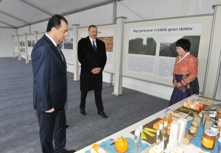 Azərbaycan Prezidenti yeni yaradılan “Gilan aqro-sitrus” təsərrüfatı ilə tanış olub (FOTO)