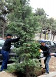 Leyla Əliyevanın təşəbbüsü ilə Bakıda yeni ağaclar əkildi (FOTO)