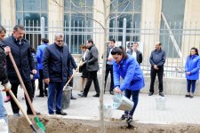 Leyla Əliyevanın təşəbbüsü ilə Bakıda yeni ağaclar əkildi (FOTO)