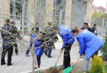 Leyla Əliyevanın təşəbbüsü ilə Bakıda yeni ağaclar əkildi (FOTO)