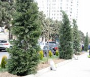Leyla Əliyevanın təşəbbüsü ilə Bakıda yeni ağaclar əkildi (FOTO)