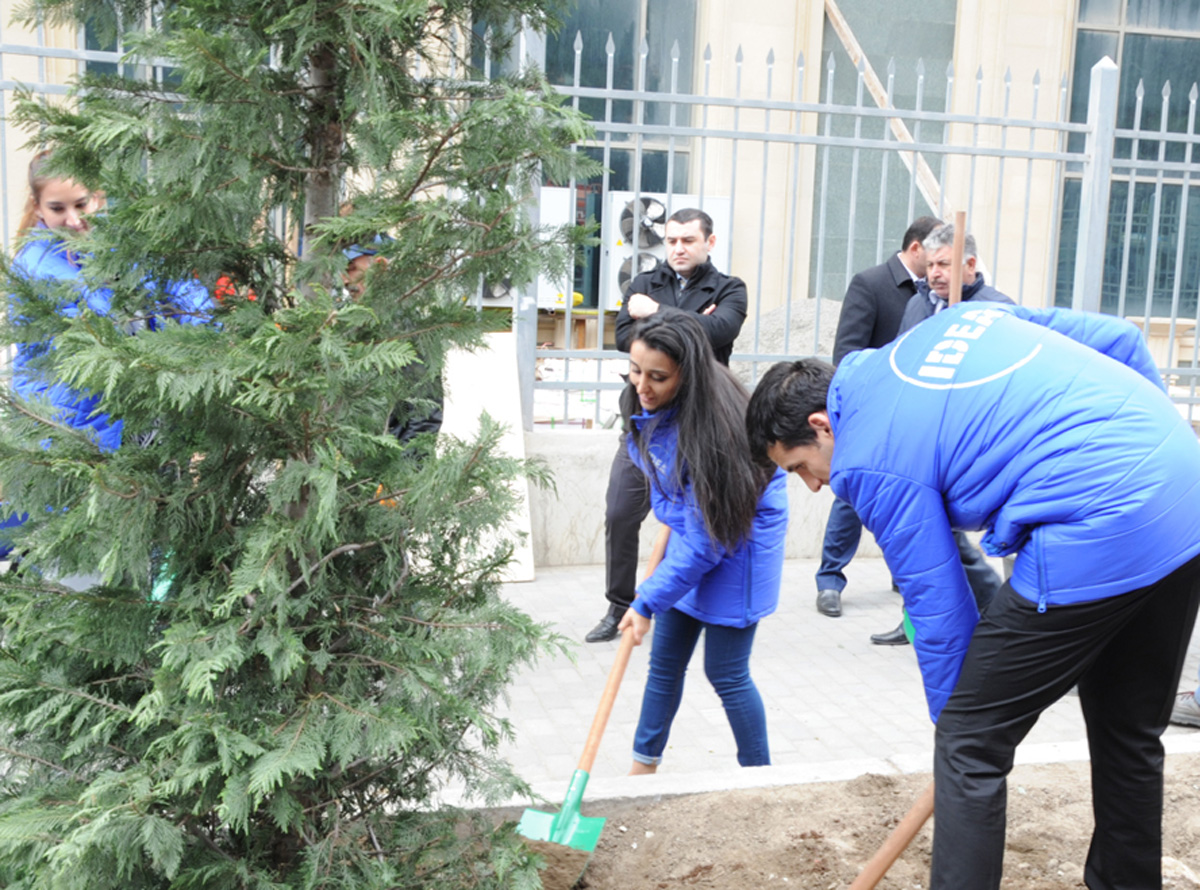 Leyla Əliyevanın təşəbbüsü ilə Bakıda yeni ağaclar əkildi (FOTO)