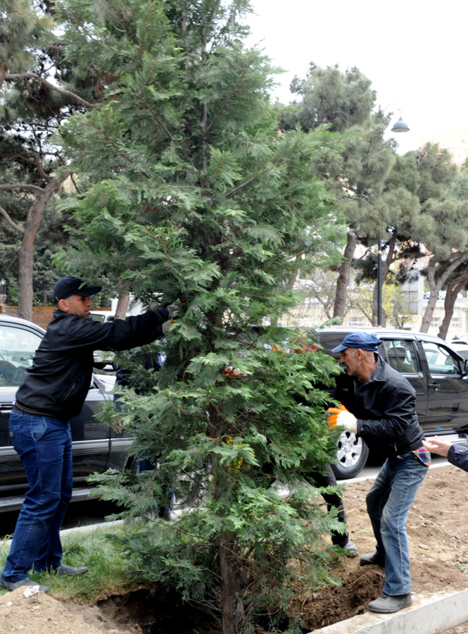 Leyla Əliyevanın təşəbbüsü ilə Bakıda yeni ağaclar əkildi (FOTO)