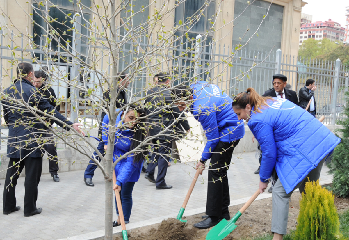 Leyla Əliyevanın təşəbbüsü ilə Bakıda yeni ağaclar əkildi (FOTO)