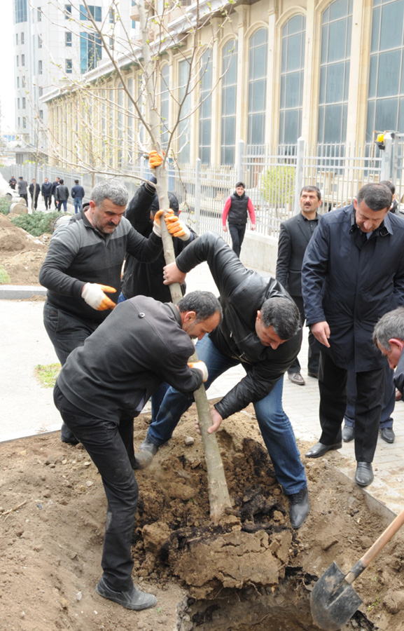 Leyla Əliyevanın təşəbbüsü ilə Bakıda yeni ağaclar əkildi (FOTO)
