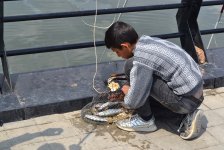 I Avropa Oyunlarına gələcək turistlər üçün əla məkan: Bakı buxtasının balıqçıları (FOTO)