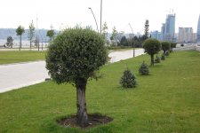 Bakı-2015: Yeni Ağ Şəhər bulvarında gəzinti (FOTO)