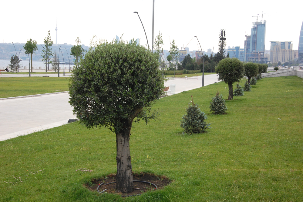 Bakı-2015: Yeni Ağ Şəhər bulvarında gəzinti (FOTO)