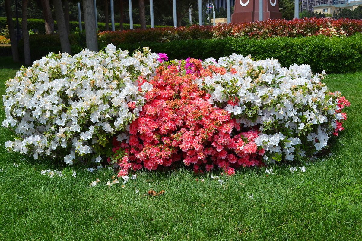 Bakı-2015: Dağüstü parkdan paytaxta açılan gözəl mənzərə (FOTO)
