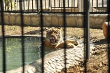 Leyla Əliyevanın təşəbbüsü ilə Bakı Zooloji Parkında yeni qəfəs quraşdırılıb (FOTO)