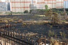 Bakıda yaşıllıq ərazidə baş vermiş yanğın söndürülüb (FOTO)
