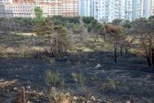 Bakıda yaşıllıq ərazidə baş vermiş yanğın söndürülüb (FOTO)