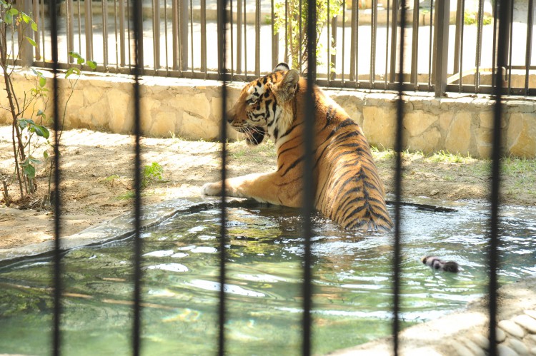 Leyla Əliyevanın təşəbbüsü ilə Bakı Zooloji Parkında yeni qəfəs quraşdırılıb (FOTO)