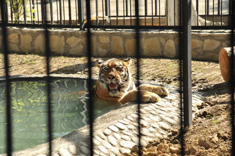 Leyla Əliyevanın təşəbbüsü ilə Bakı Zooloji Parkında yeni qəfəs quraşdırılıb (FOTO)