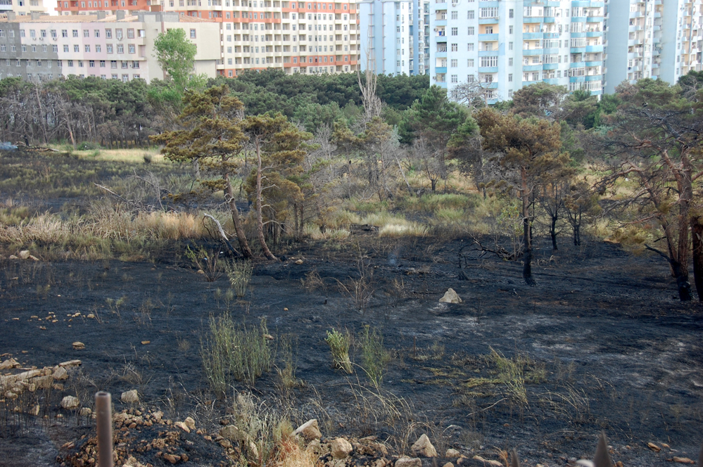 Bakıda yaşıllıq ərazidə baş vermiş yanğın söndürülüb (FOTO)