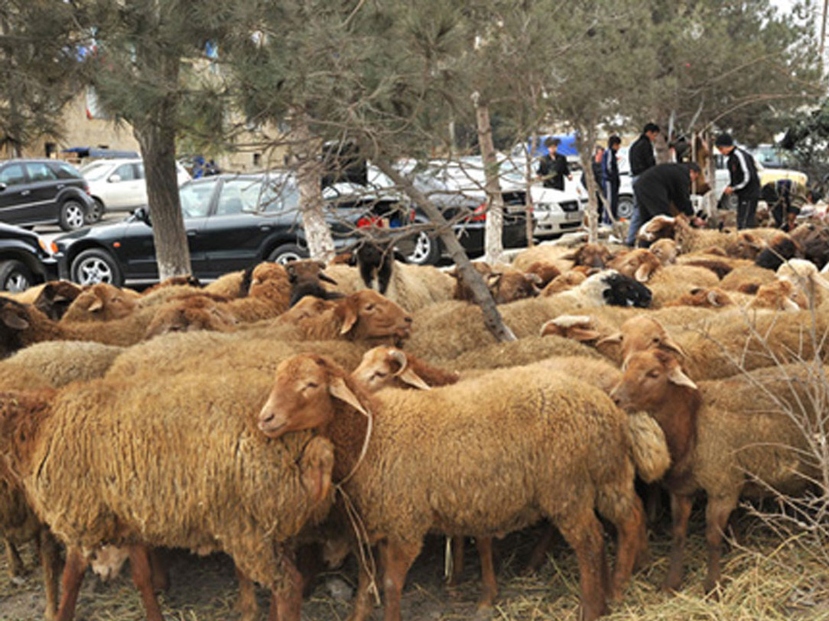 Ölkə üzrə 134 ünvanda qurbanlıq heyvanların satışı və kəsimi xidmətləri təşkil ediləcək - AQTA