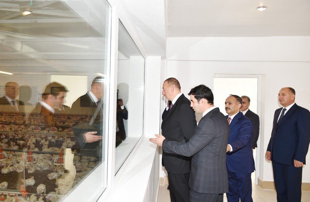 Prezident İlham Əliyev Ucarda quş kəsimi və broyler fabriklərinin fəaliyyəti ilə tanış olub (FOTO)