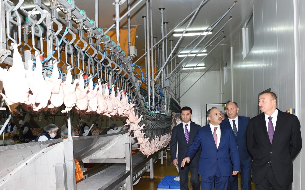 Prezident İlham Əliyev Ucarda quş kəsimi və broyler fabriklərinin fəaliyyəti ilə tanış olub (FOTO)
