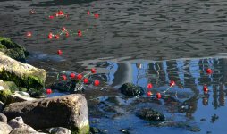 Xəzərin sahili və suları al qərənfilə bürünüb... (FOTO)