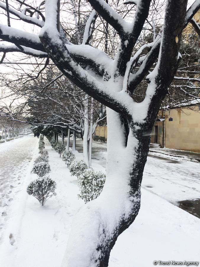 Bakının qarlı günləri (FOTO)