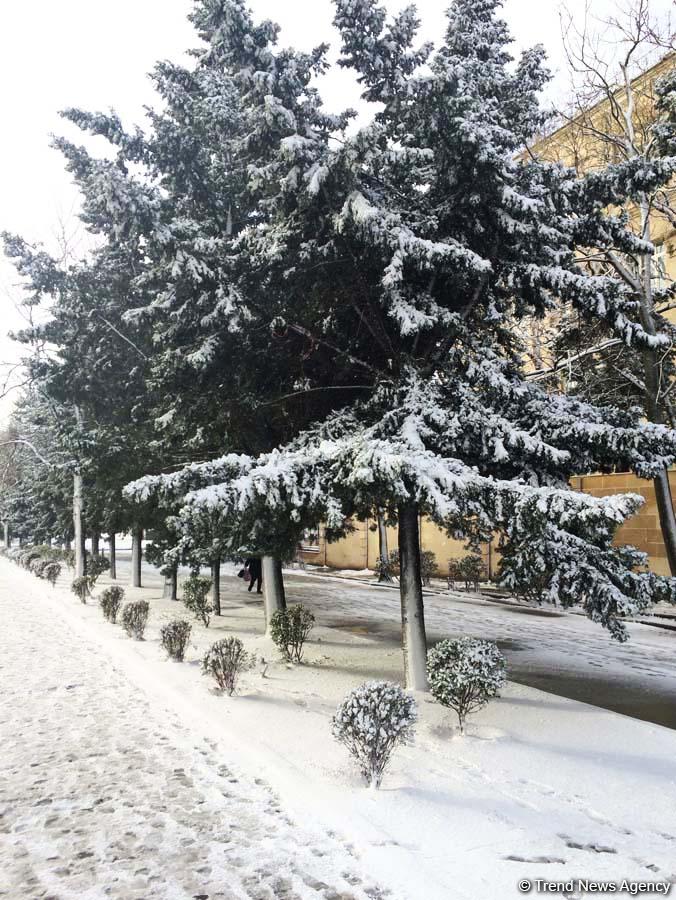 Bakının qarlı günləri (FOTO)