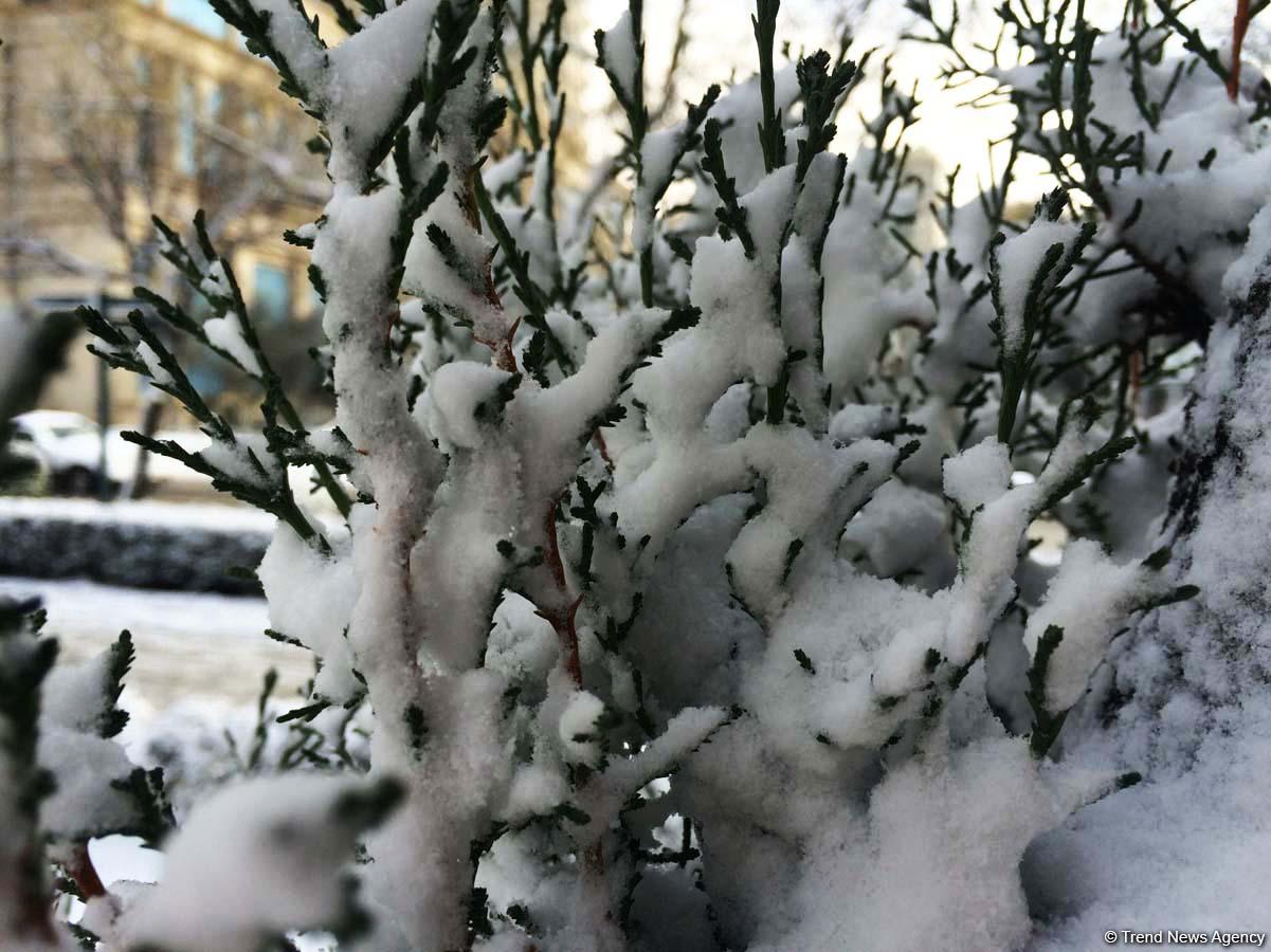 Bakının qarlı günləri (FOTO)