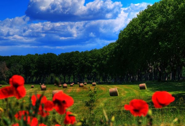 Baharın gəlişi ilə planetin daha da gözəlləşən yerləri (FOTO)