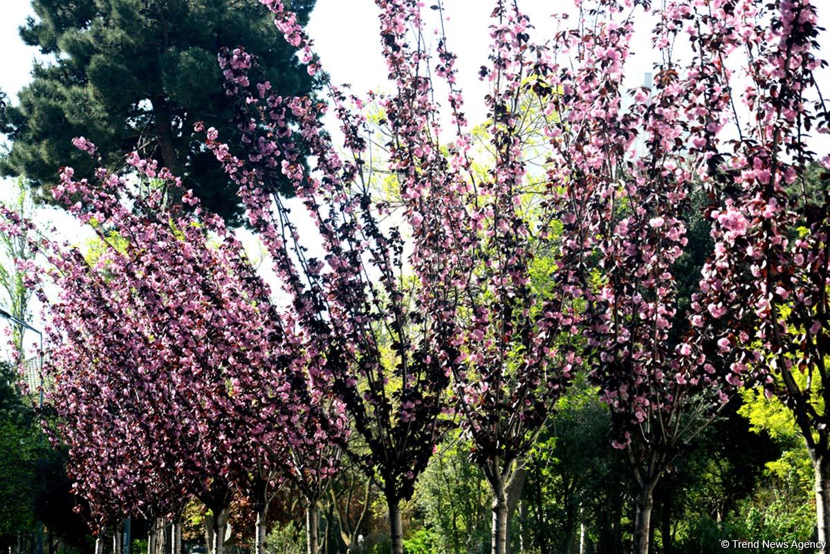 Havanın temperaturu aşağı düşəcək