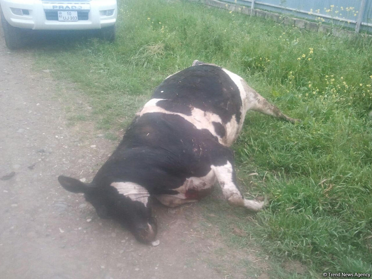 Ermənilər Ağdamın Evoğlu kəndinə də ciddi ziyan vurub (FOTO)
