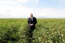 Prezident İlham Əliyev Salyanın Kürsəngi kəndində pambıq sahələrinə baxıb (FOTO)