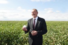 Prezident İlham Əliyev Salyanın Kürsəngi kəndində pambıq sahələrinə baxıb (FOTO)