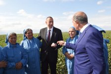 Prezident İlham Əliyev Salyanın Kürsəngi kəndində pambıq sahələrinə baxıb (FOTO)