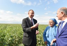 Prezident İlham Əliyev Salyanın Kürsəngi kəndində pambıq sahələrinə baxıb (FOTO)