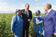 Prezident İlham Əliyev Salyanın Kürsəngi kəndində pambıq sahələrinə baxıb (FOTO)