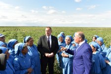 Prezident İlham Əliyev Salyanın Kürsəngi kəndində pambıq sahələrinə baxıb (FOTO)