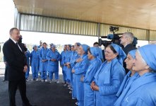 Prezident İlham Əliyev Salyanın Kürsəngi kəndində pambıq sahələrinə baxıb (FOTO)