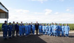 Prezident İlham Əliyev Salyanın Kürsəngi kəndində pambıq sahələrinə baxıb (FOTO)