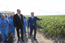 Prezident İlham Əliyev Salyanın Kürsəngi kəndində pambıq sahələrinə baxıb (FOTO)