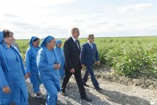 Prezident İlham Əliyev Salyanın Kürsəngi kəndində pambıq sahələrinə baxıb (FOTO)