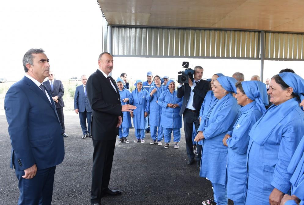 Prezident İlham Əliyev Salyanın Kürsəngi kəndində pambıq sahələrinə baxıb (FOTO)