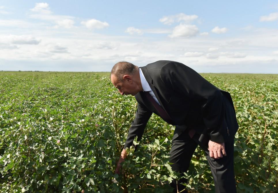 Prezident İlham Əliyev Salyanın Kürsəngi kəndində pambıq sahələrinə baxıb (FOTO)