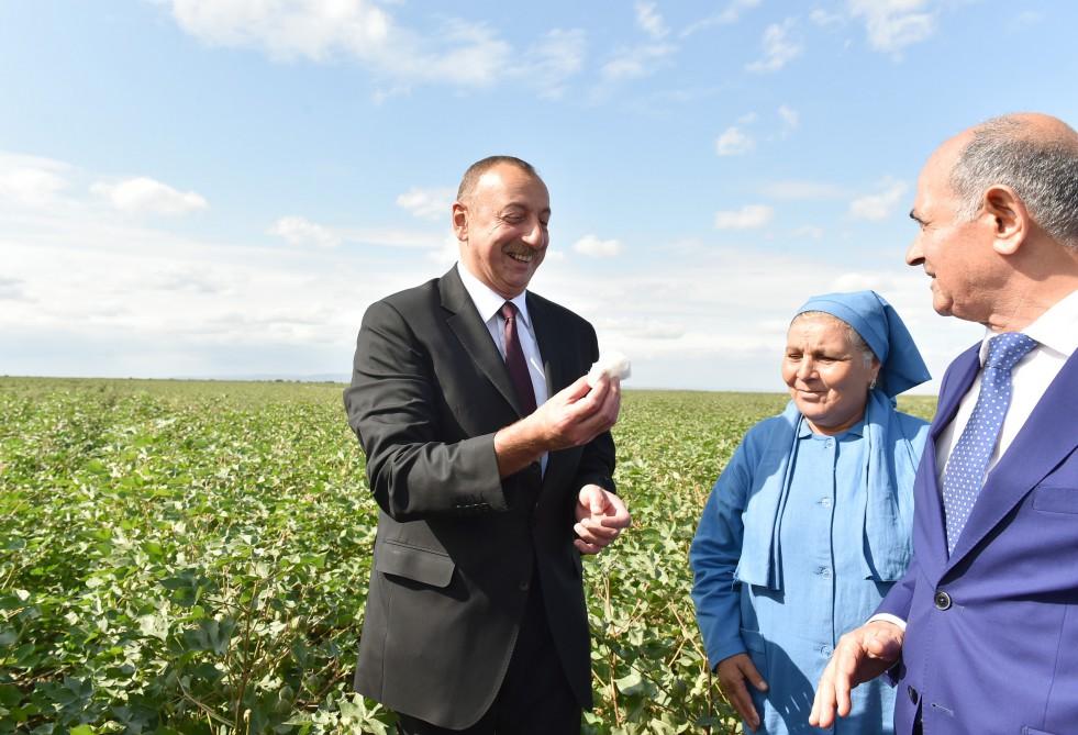 Prezident İlham Əliyev Salyanın Kürsəngi kəndində pambıq sahələrinə baxıb (FOTO)