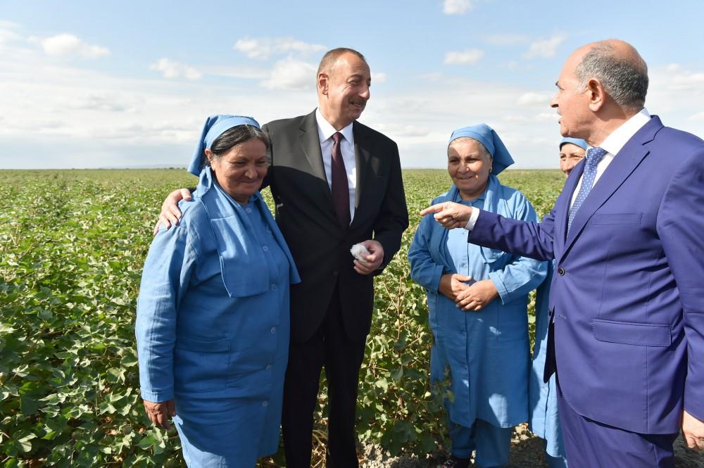 Prezident İlham Əliyev Salyanın Kürsəngi kəndində pambıq sahələrinə baxıb (FOTO)