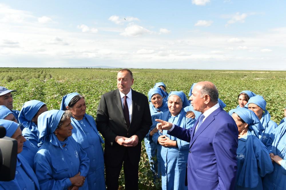 Prezident İlham Əliyev Salyanın Kürsəngi kəndində pambıq sahələrinə baxıb (FOTO)