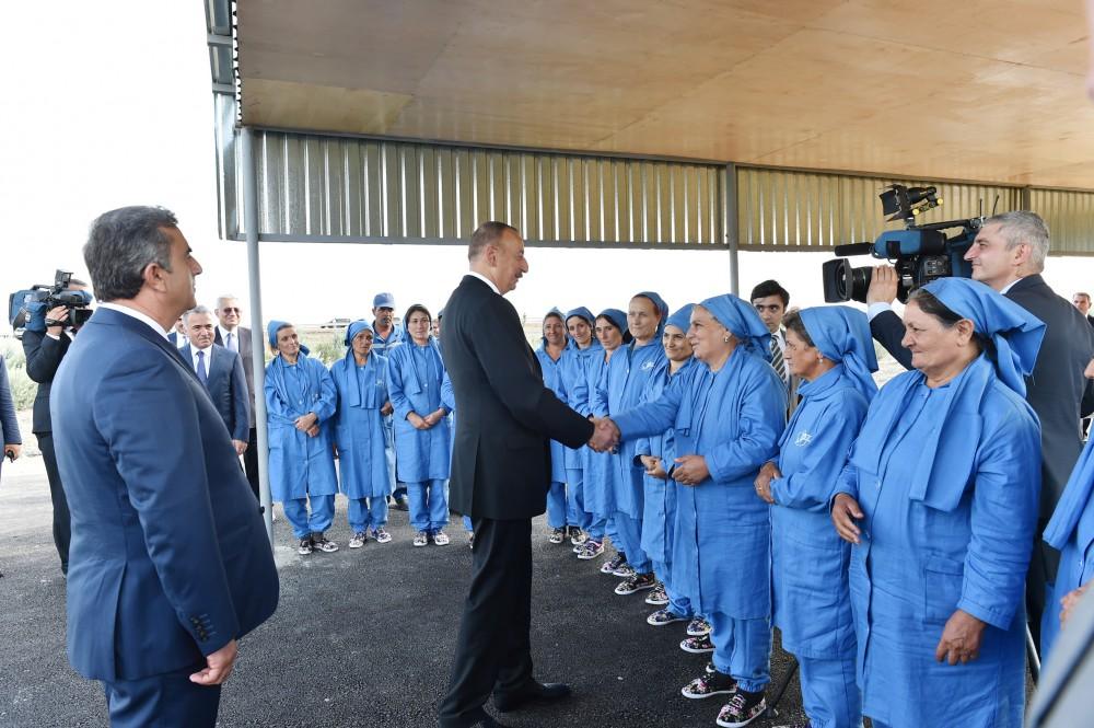 Prezident İlham Əliyev Salyanın Kürsəngi kəndində pambıq sahələrinə baxıb (FOTO)