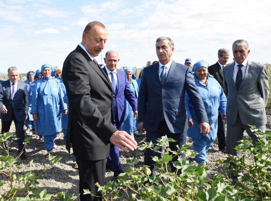 Prezident İlham Əliyev Salyanın Kürsəngi kəndində pambıq sahələrinə baxıb (FOTO)