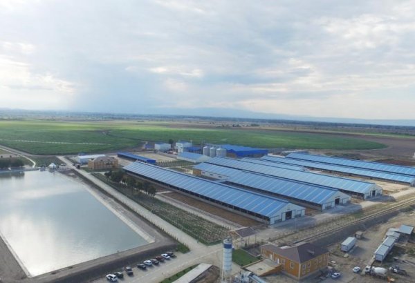 Ağcabədidə aqropark yaradılır