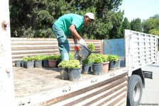 Bakı bulvarının görünməyən həyatı – unikal kadrlar (ÖZƏL) (FOTO)
